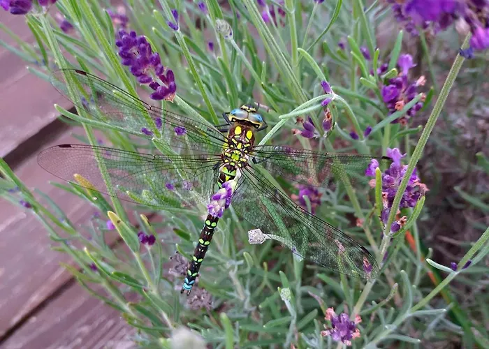 דירה Sunwood Apartment-ferienwohnung Mit Herz Finkenstein am Faaker See